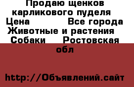 Продаю щенков карликового пуделя › Цена ­ 2 000 - Все города Животные и растения » Собаки   . Ростовская обл.